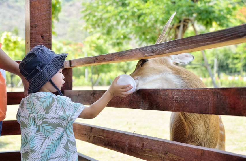 Child Feeding Animal